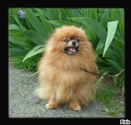 Publication : De sand-pam