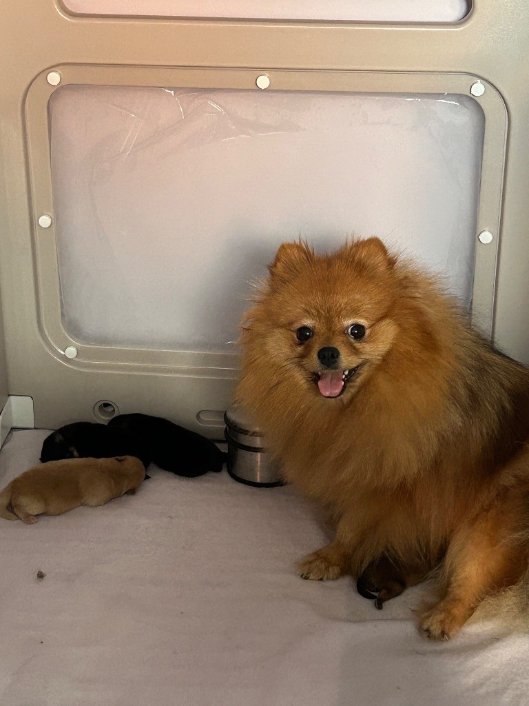 Spitz allemand - De sand-pam