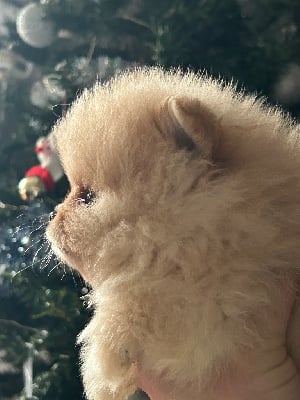 Les chiots de Spitz allemand