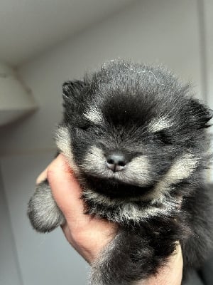 Les chiots de Spitz allemand