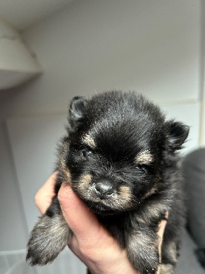 Les chiots de Spitz allemand