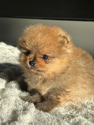 Les chiots de Spitz allemand