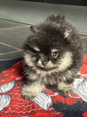 Les chiots de Spitz allemand