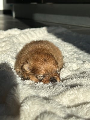 Les chiots de Spitz allemand