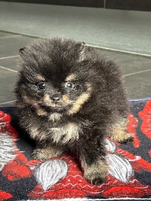 Les chiots de Spitz allemand