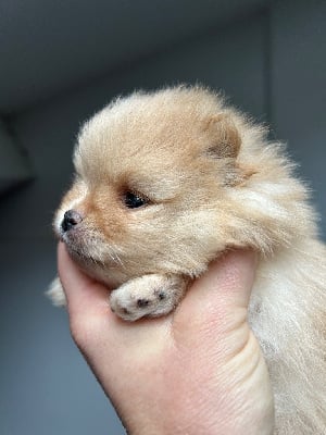 Les chiots de Spitz allemand