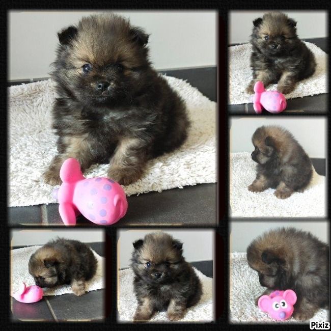 Chiot Spitz allemand - U De sand-pam