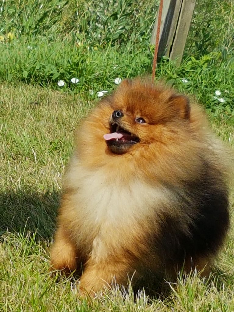 Maccione aldo de la source des volcans - 1 exc -CACS- MEILLEUR DE RACE