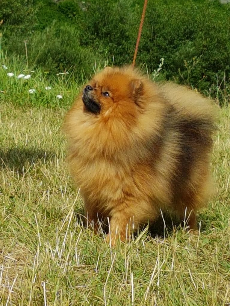 Laura De sand-pam - 1 ere EXC- CACS- Meilleur de sexe opposé