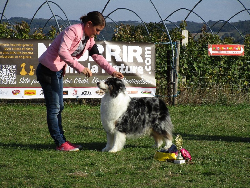 Crystal blue velvet du domaine de Baronniere - 1 exc CVF Meilleur Vétéran - 2ème meilleure chienne de la RE