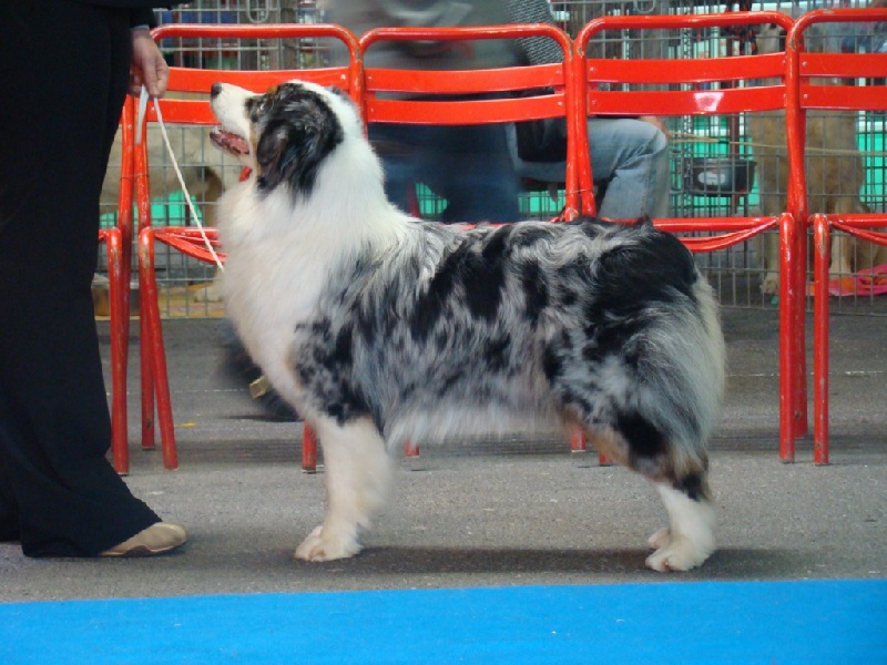 Crystal blue velvet du domaine de Baronniere - 1 EXC/MEILLEUR JEUNE/MEILLEUR DE RACE /MEILLEUR JEUNE DU 1 ER GROUPE