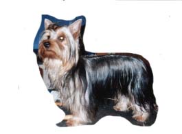 CH. Still loving you du domaine de Baronniere -