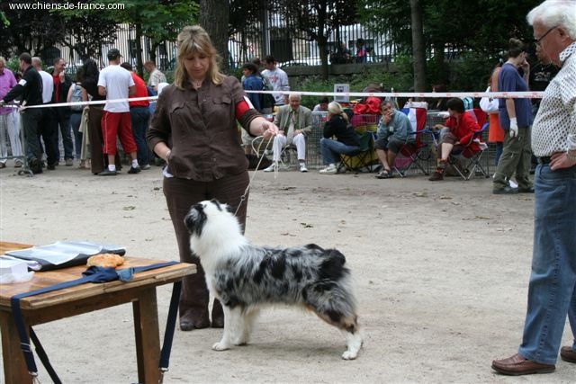 Crystal blue velvet du domaine de Baronniere - 1 EXC RCACS