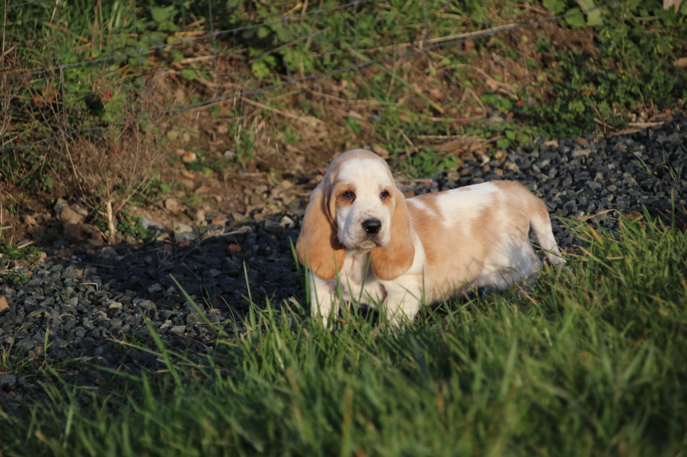 Basset Hound - Des sources sacrees