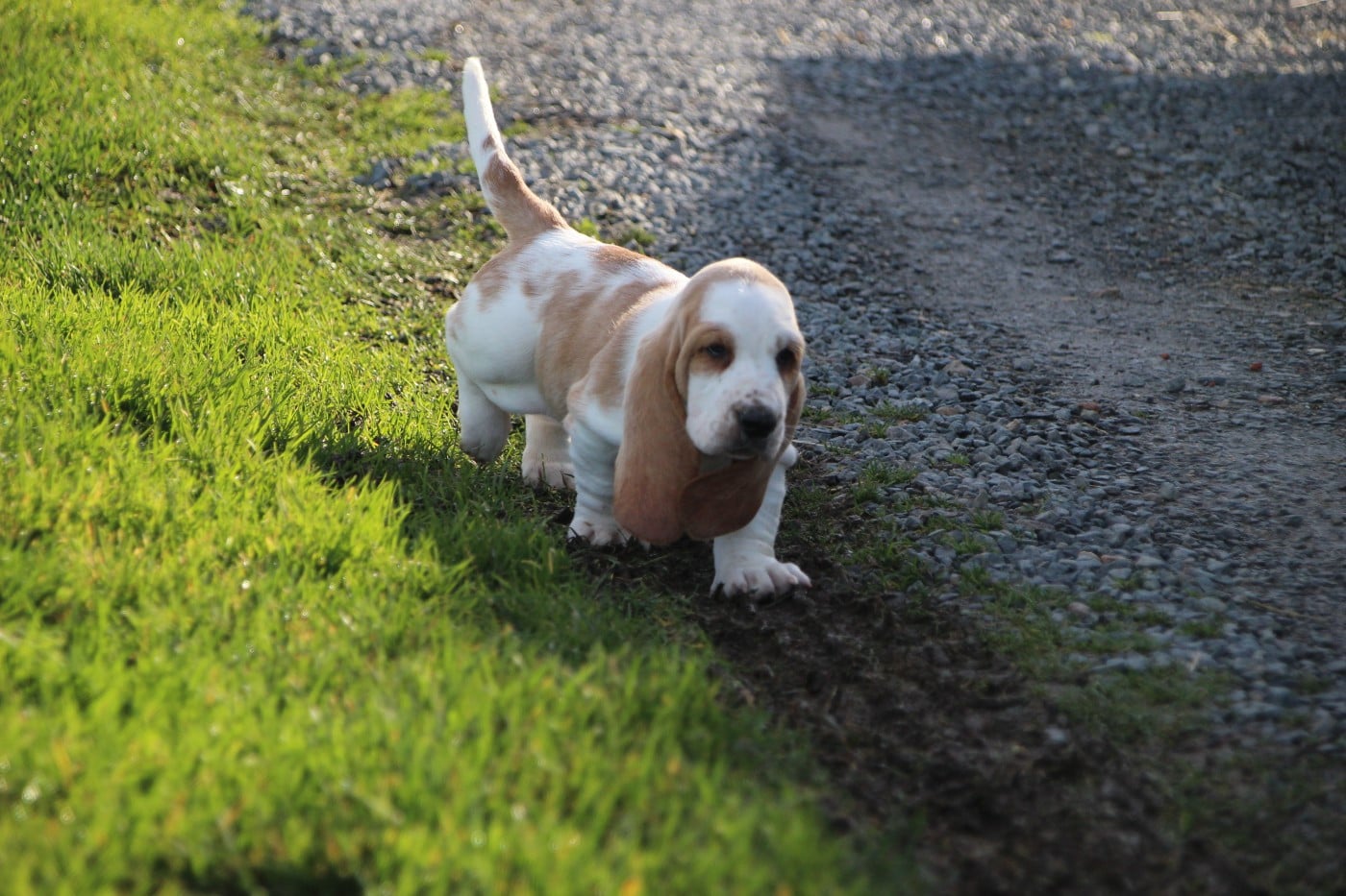 Basset Hound - Des sources sacrees