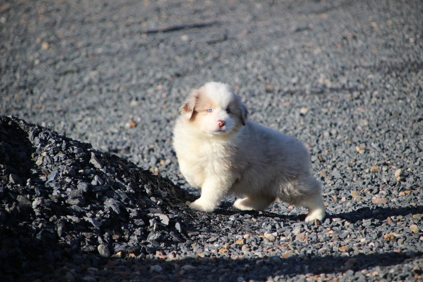 Berger Américain Miniature  - Des sources sacrees