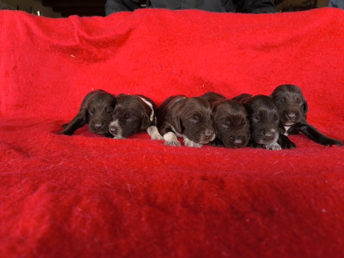 Chiot Chien d'Oysel allemand