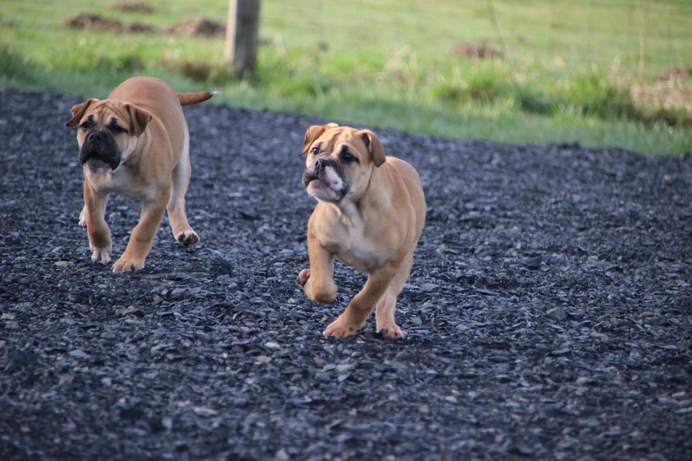 Bulldog continental - Des sources sacrees