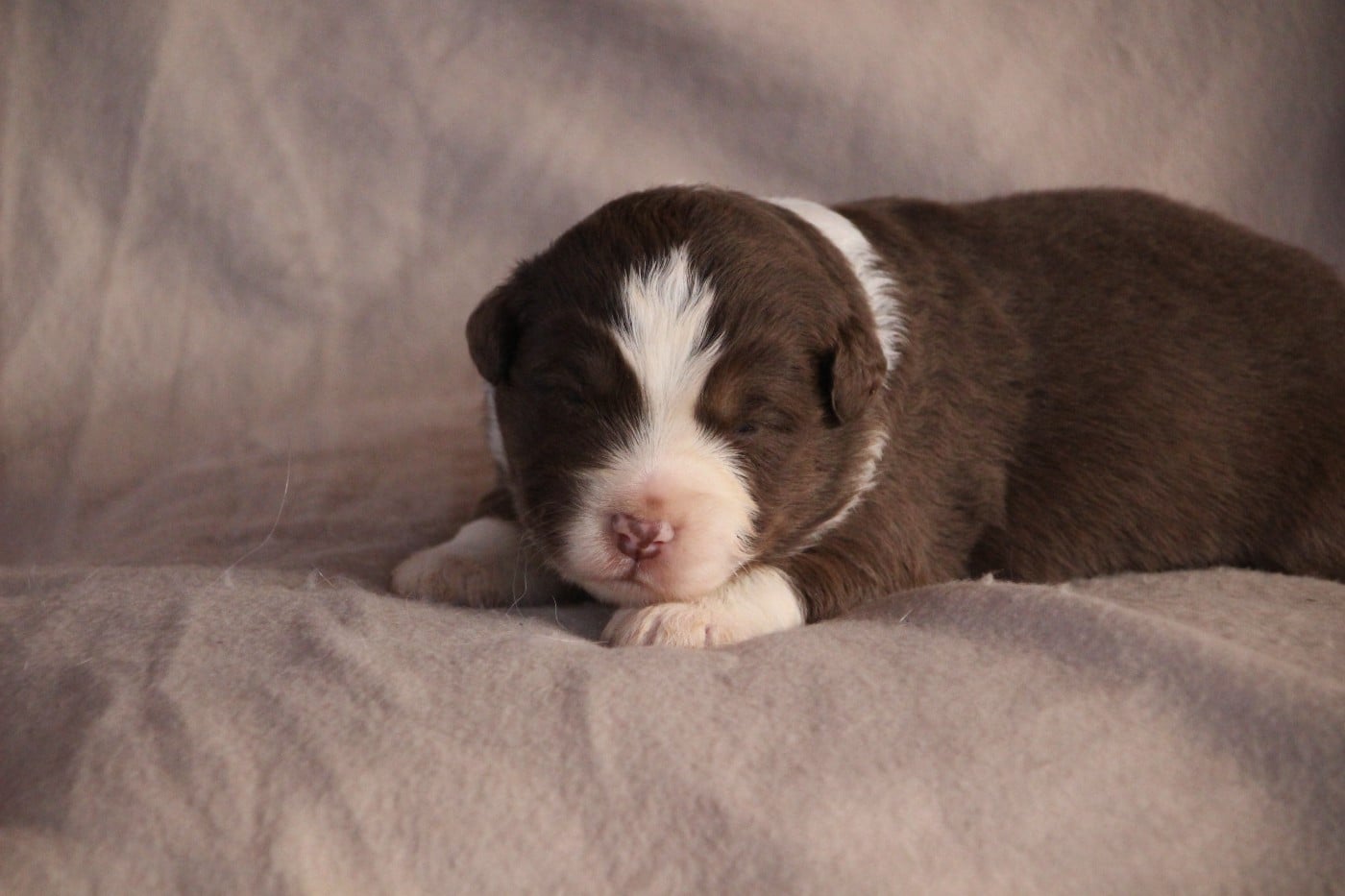 Berger Américain Miniature  - Des sources sacrees