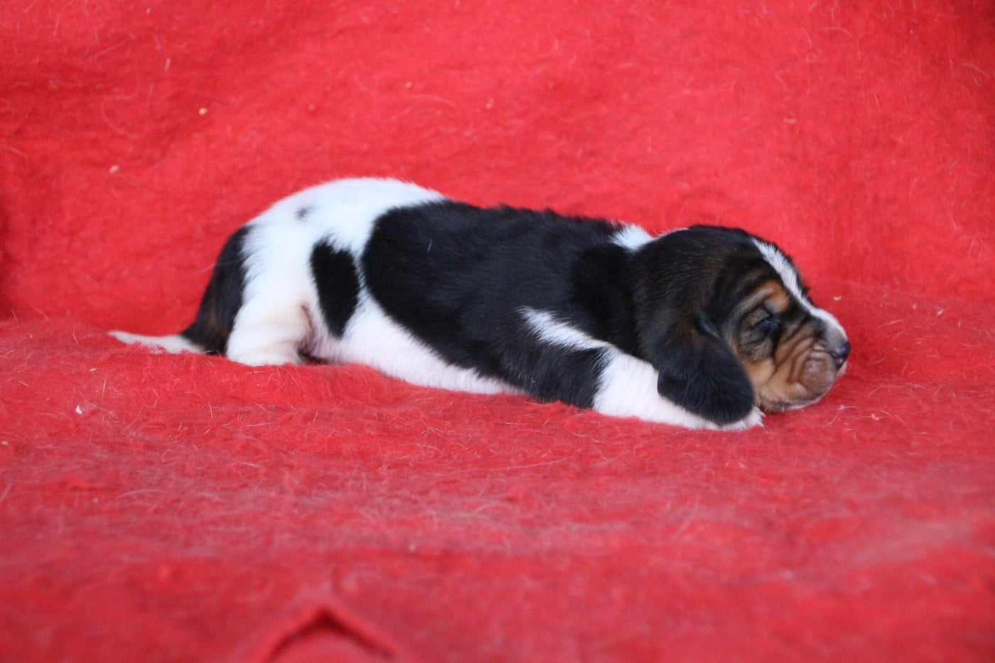 Basset Hound - Des sources sacrees