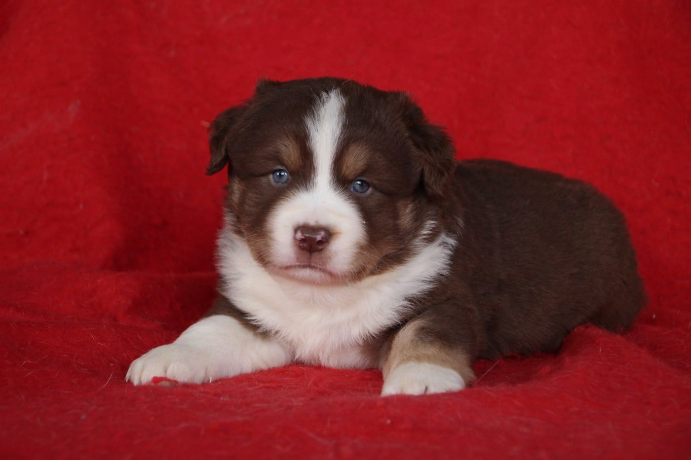 Berger Américain Miniature  - Des sources sacrees