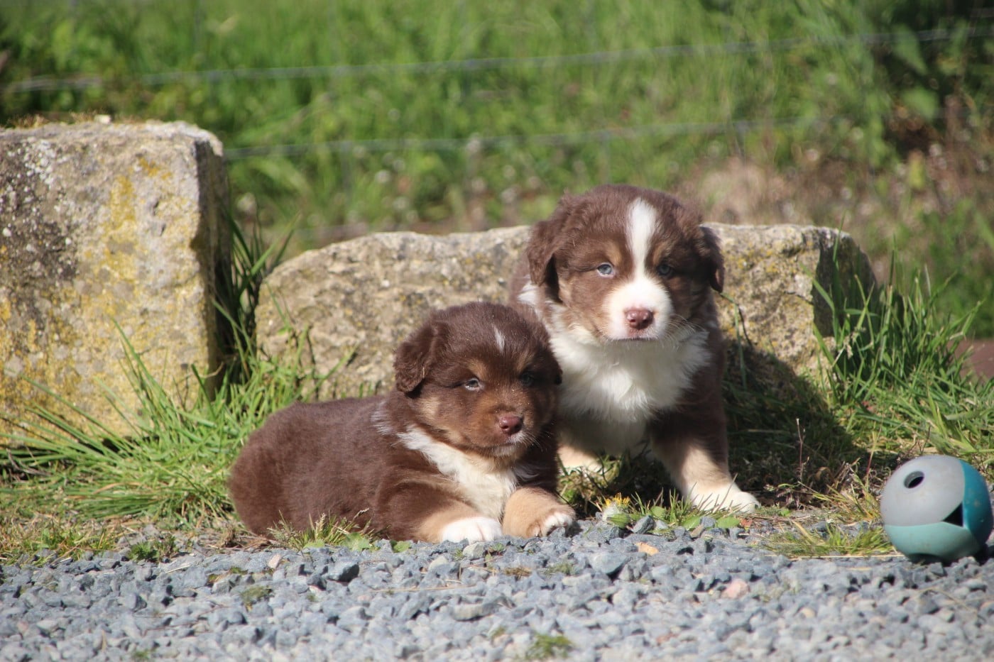 Berger Américain Miniature  - Des sources sacrees