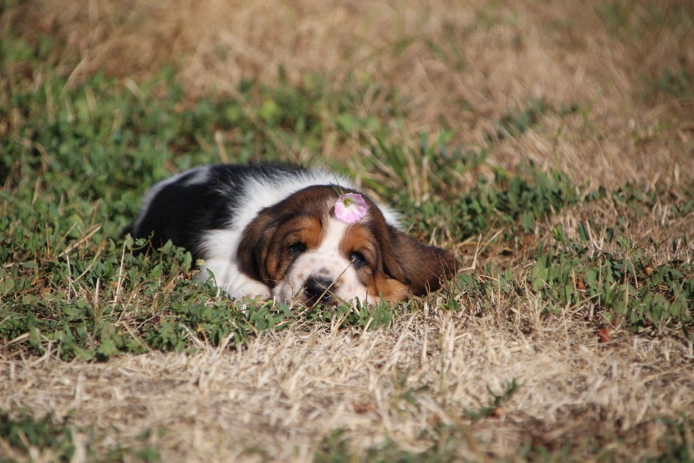 Basset Hound - Des sources sacrees