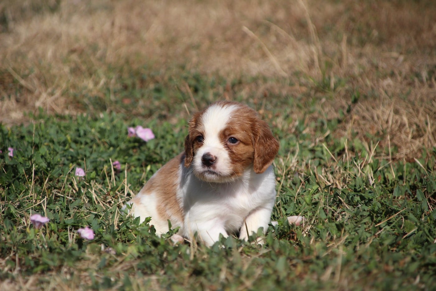 Bud