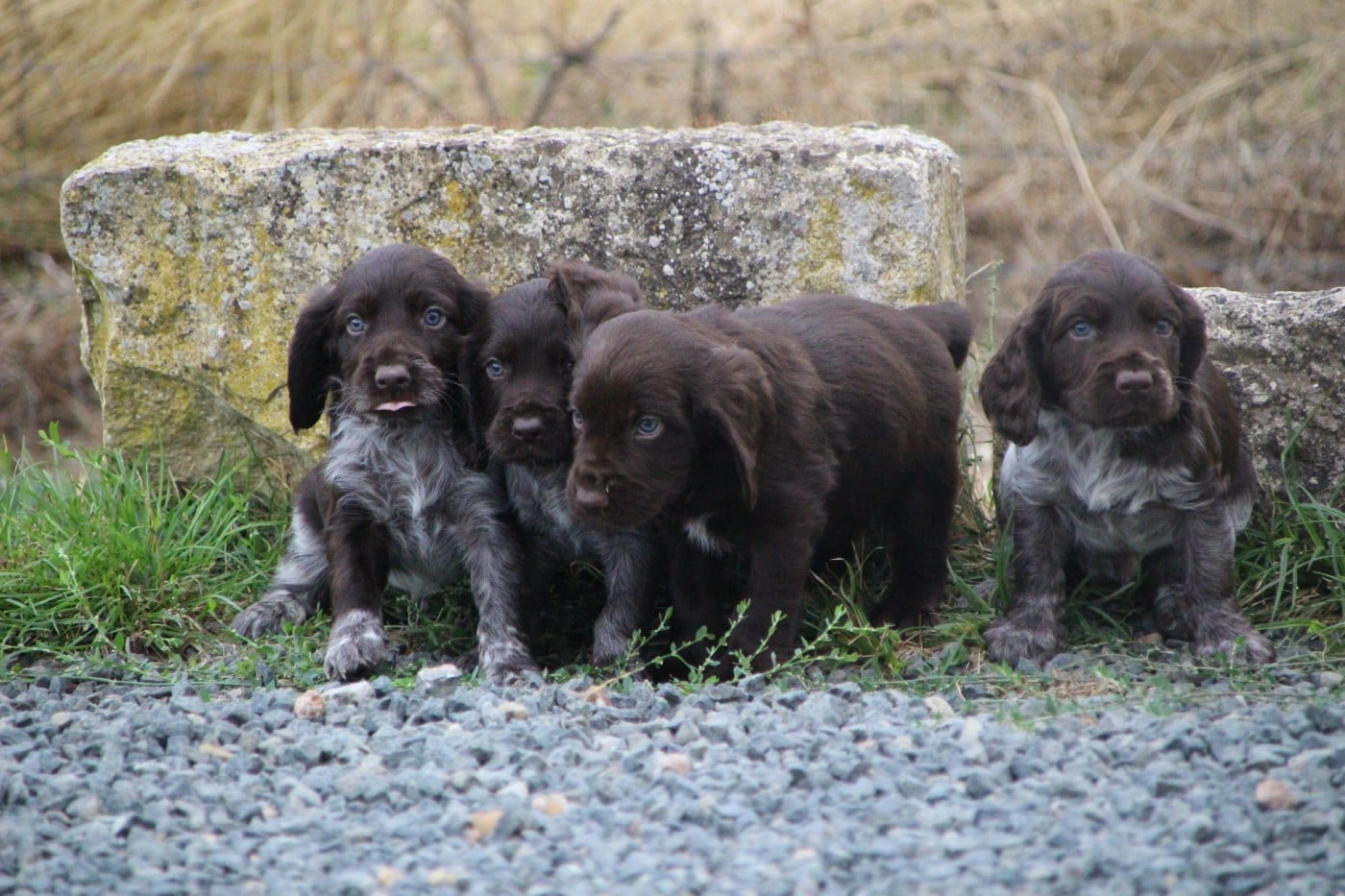 Chien d'Oysel allemand - Des sources sacrees