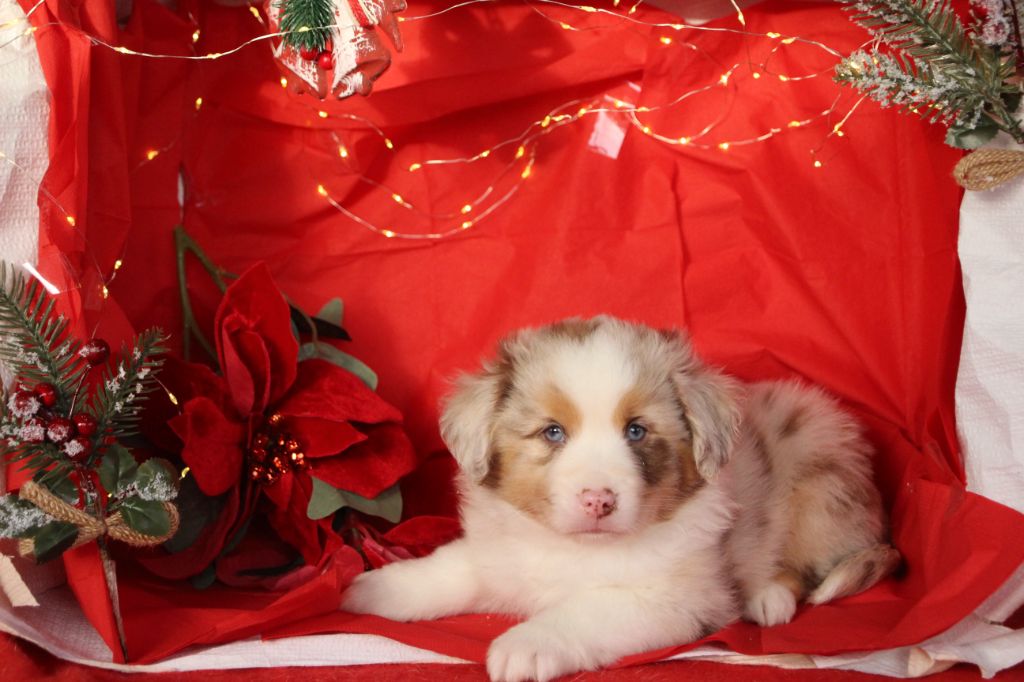 Berger Américain Miniature  - Des sources sacrees