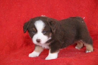 Les chiots de Berger Américain Miniature 