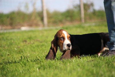 Les chiots de Basset Hound