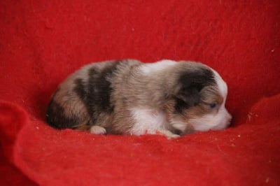 Les chiots de Berger Américain Miniature 