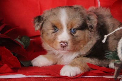 Les chiots de Berger Américain Miniature
