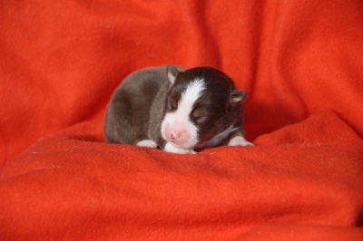 Les chiots de Berger Américain Miniature