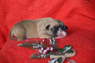 Les chiots de Bulldog continental