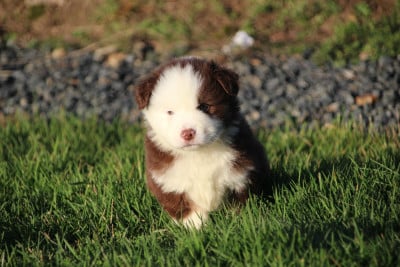 Les chiots de Berger Américain Miniature 