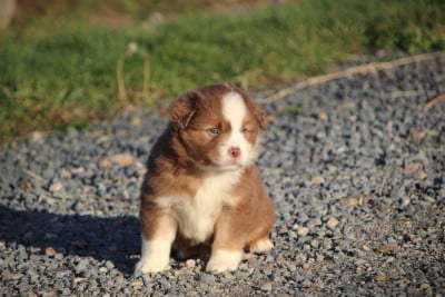 Les chiots de Berger Américain Miniature 