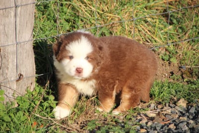 Les chiots de Berger Américain Miniature 