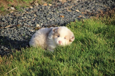 Les chiots de Berger Américain Miniature 