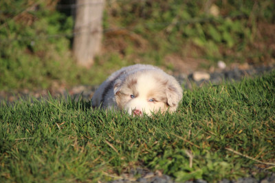 Les chiots de Berger Américain Miniature 