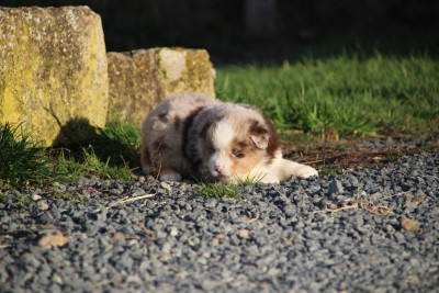 Les chiots de Berger Américain Miniature
