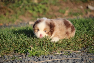 Les chiots de Berger Américain Miniature