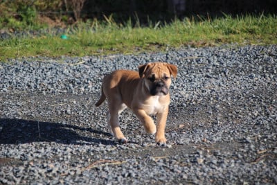 Les chiots de Bulldog continental