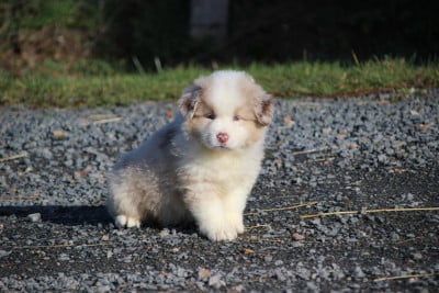 Les chiots de Berger Américain Miniature