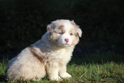 Les chiots de Berger Américain Miniature