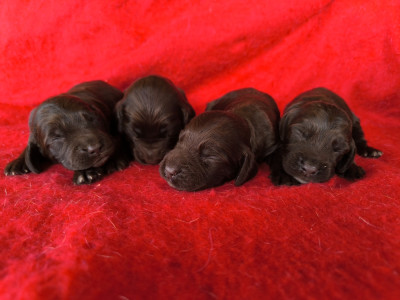 Les chiots de Chien d'Oysel allemand