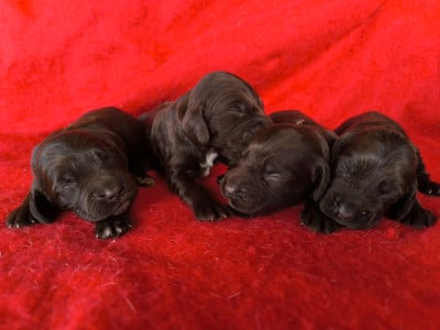 Les chiots de Chien d'Oysel allemand