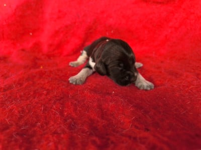 Les chiots de Chien d'Oysel allemand