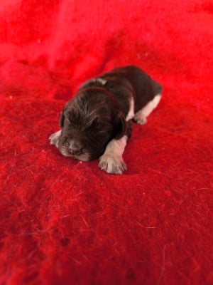 Les chiots de Chien d'Oysel allemand